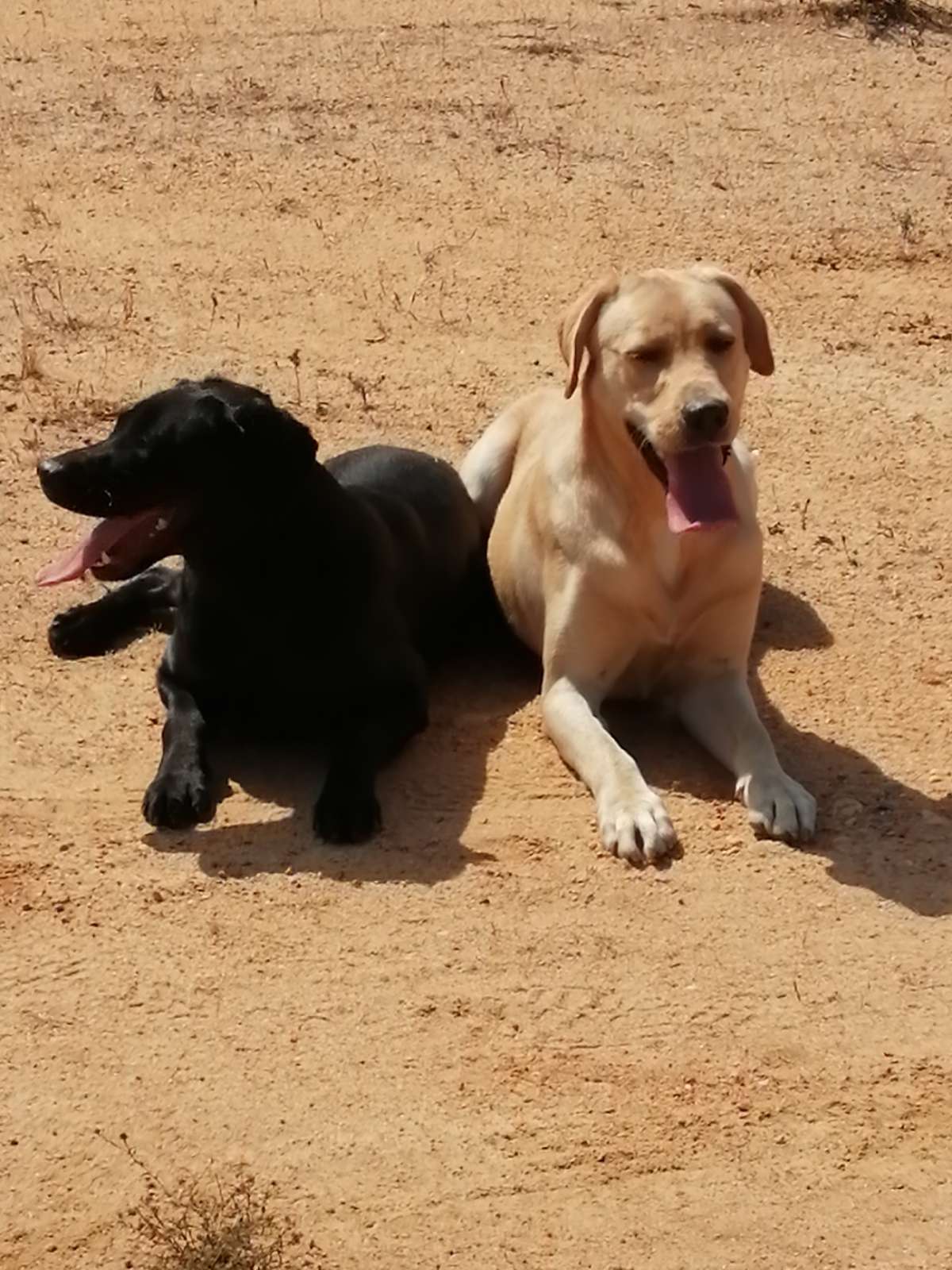 Diogo - Marinha Grande - Treino de Cães