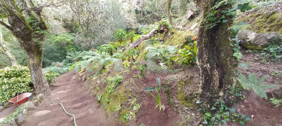 GreenArt - Amadora - Tree Stump Grinding and Removal