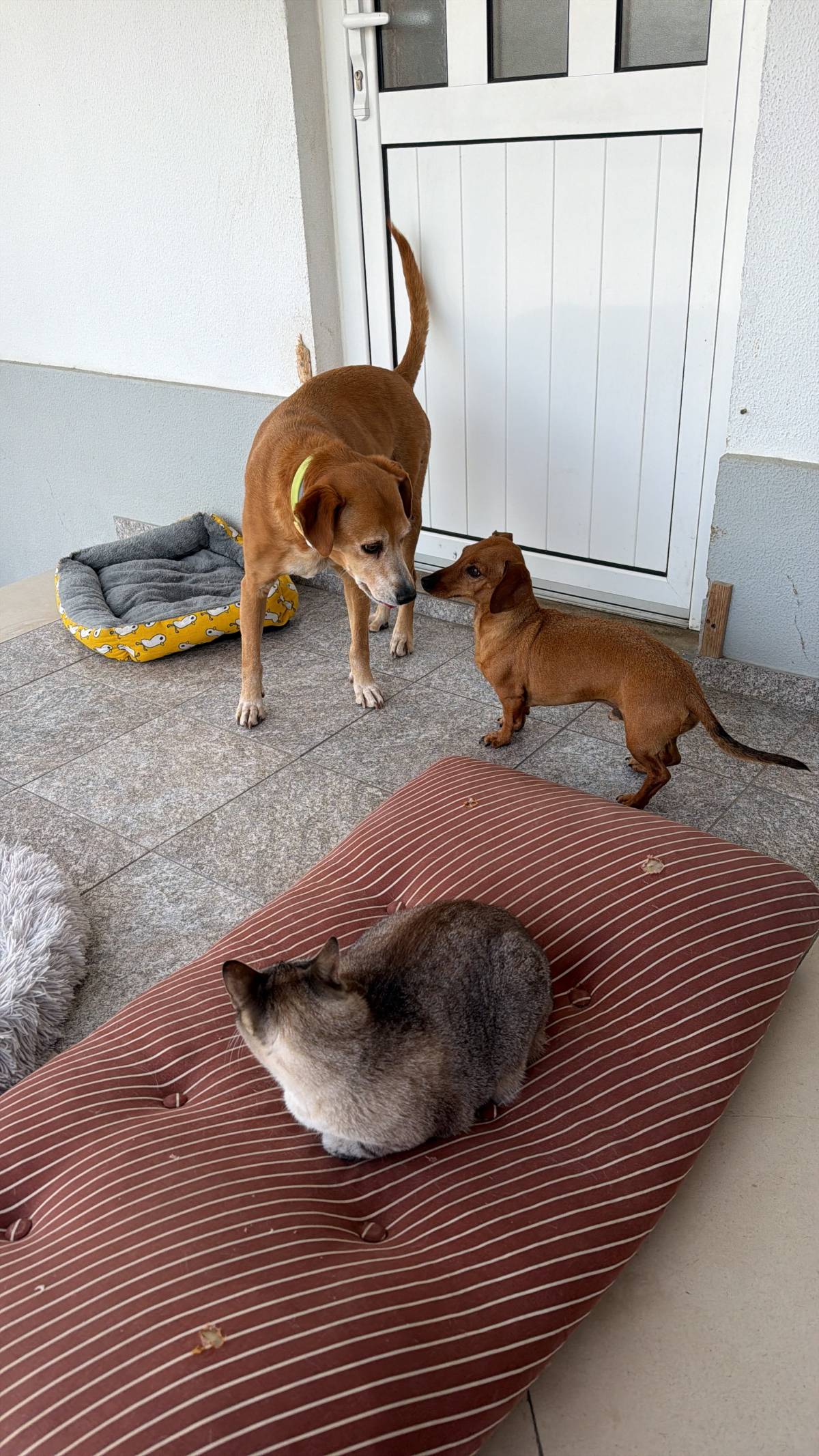 Quinta dos Salsichas - Palmela - Banhos e Tosquias para Animais