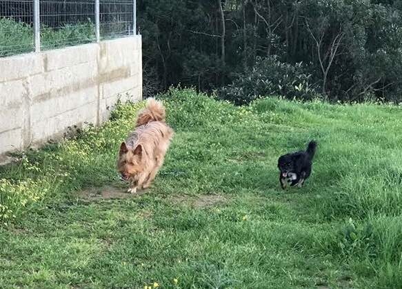 Ines Vilhena - Lisboa - Cat Sitting