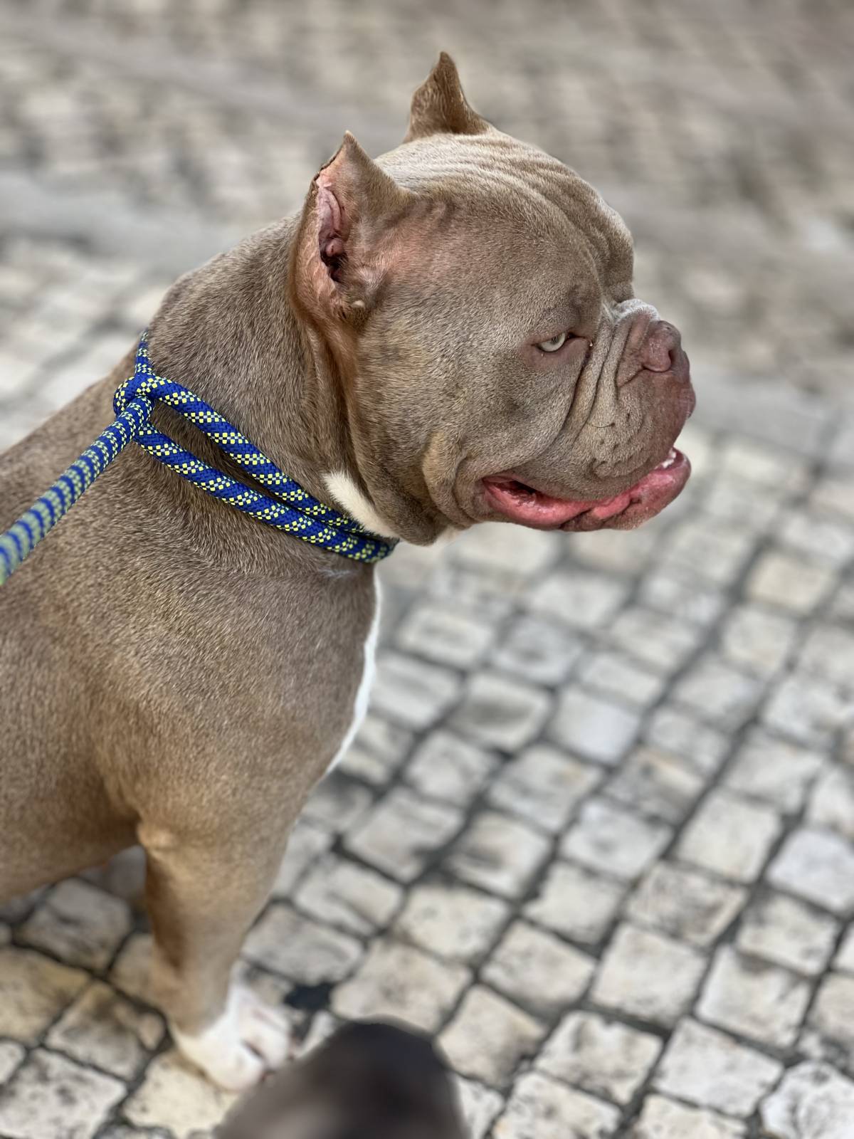Carol PetSitting & Dog Walker - Lisboa - Dog Walking