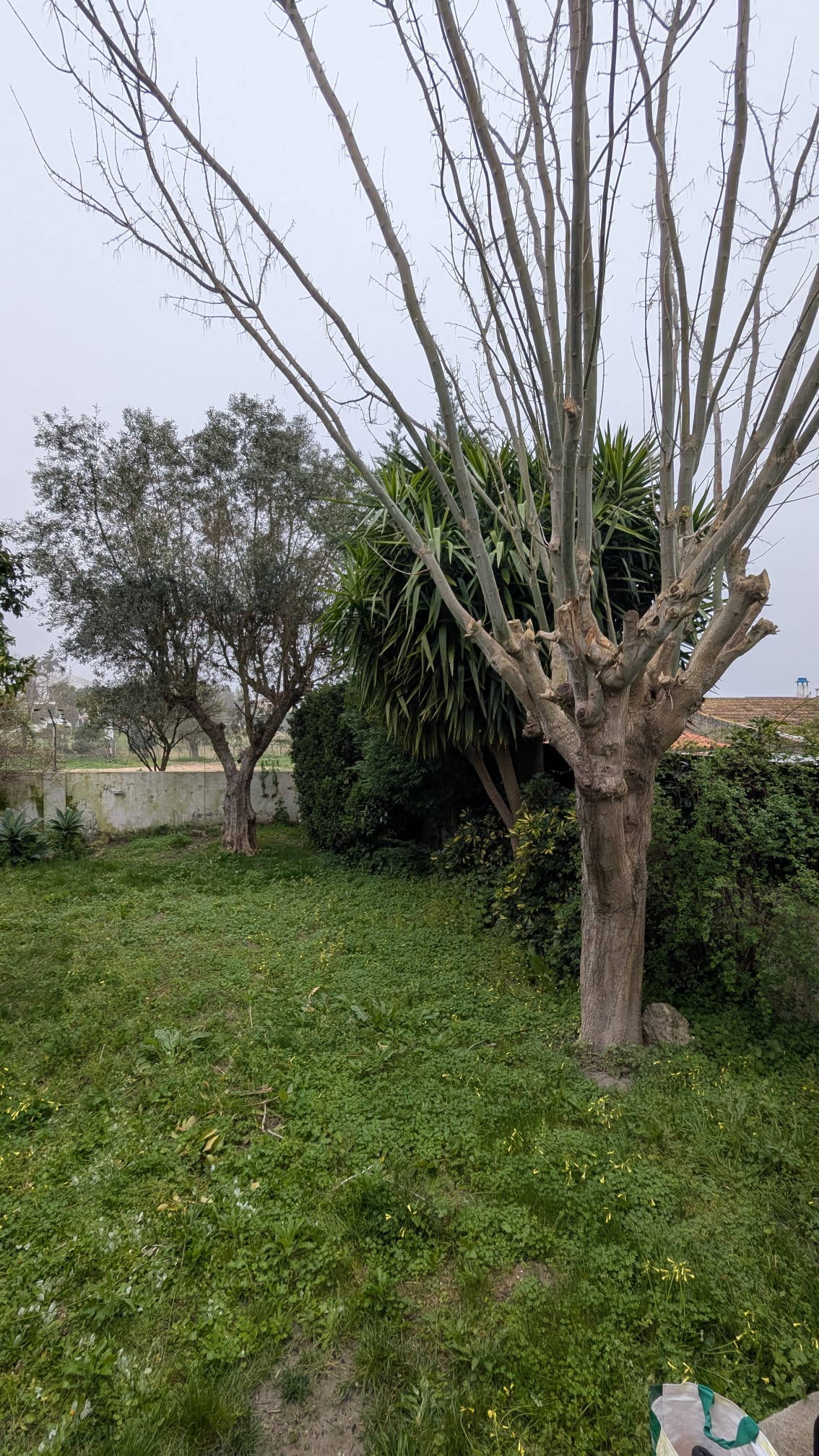 Portugreen - Palmela - Entfernung von Gebüsch- und Baumaufwuchs