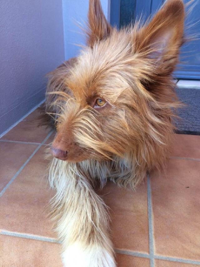 Ines Vilhena - Lisboa - Pet Boarding and Daycare