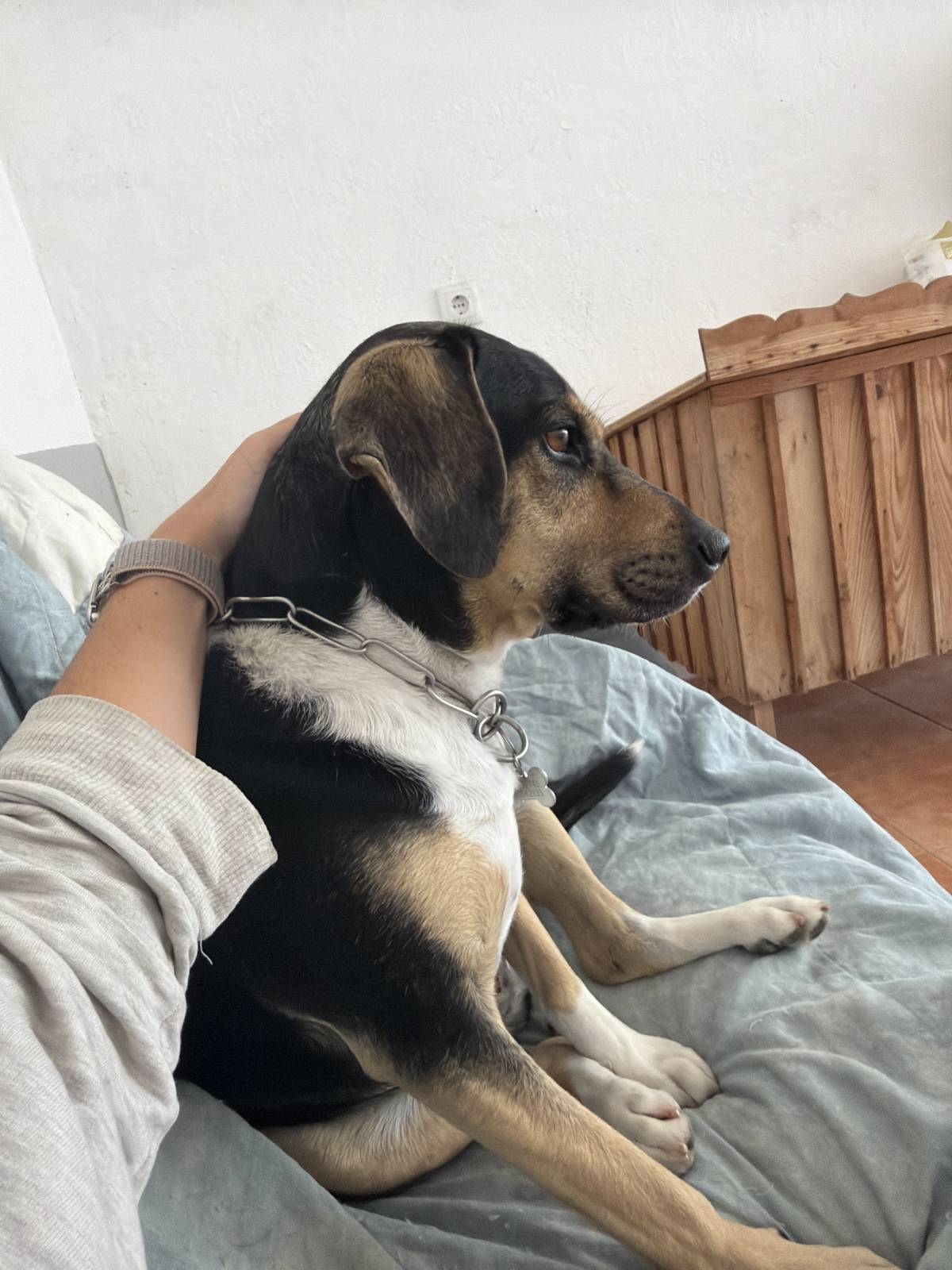 Quinta dos Salsichas - Palmela - Pet Sitting