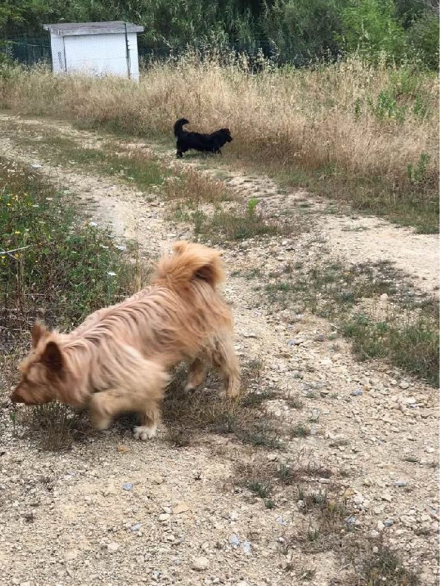 Ines Vilhena - Lisboa - Dog Walking