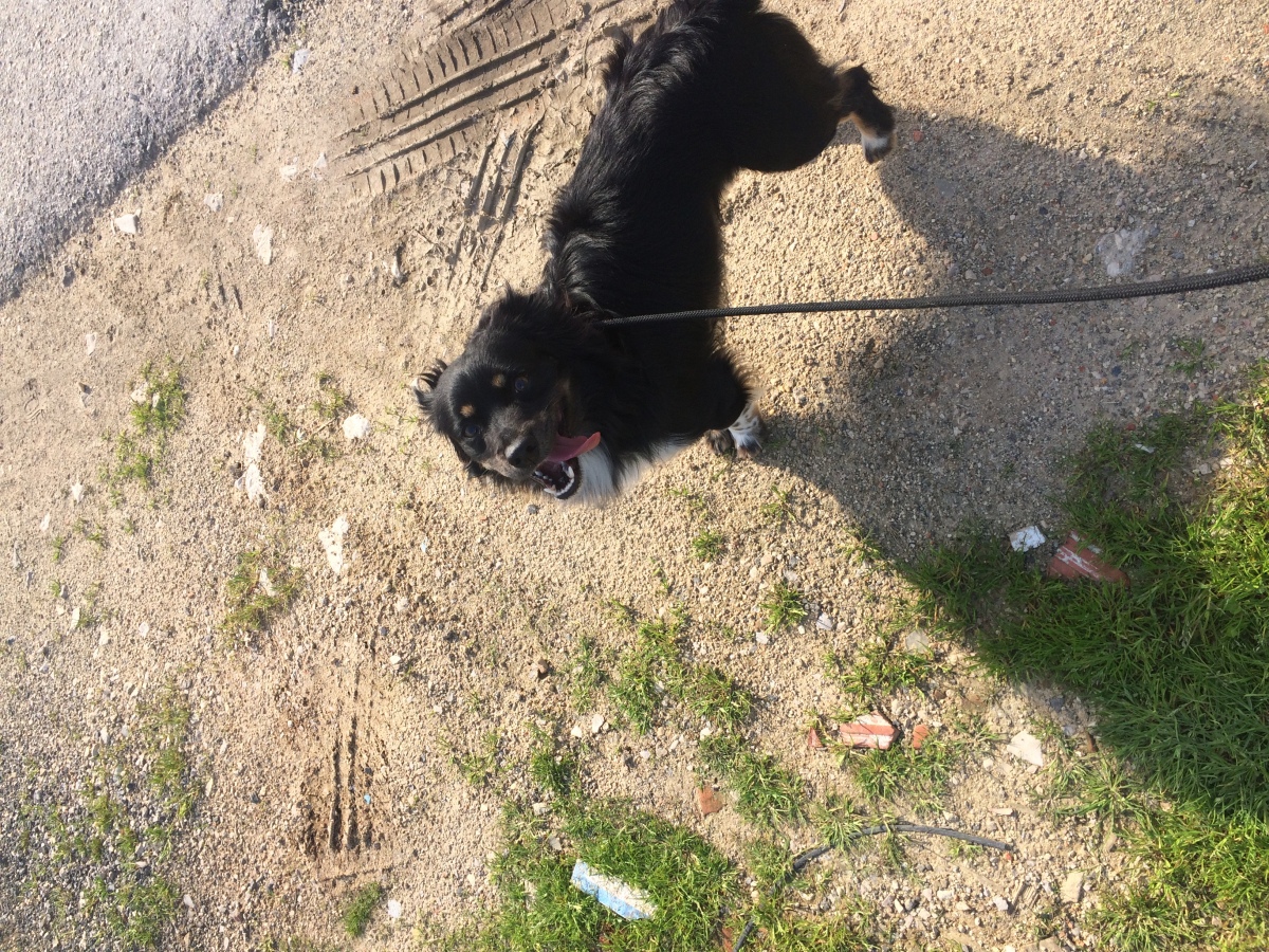 Ines Vilhena - Lisboa - Dog Daycare
