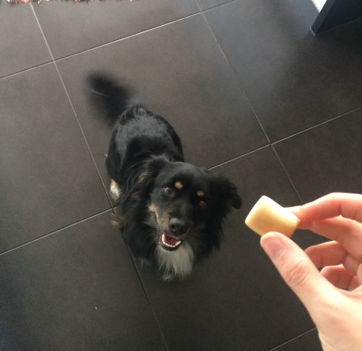 Ines Vilhena - Lisboa - Dog Sitting