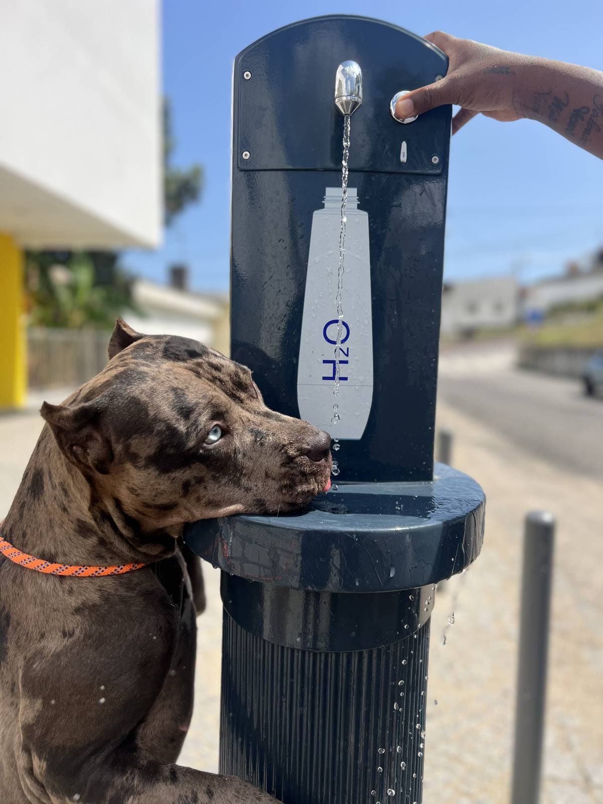 Carol PetSitting & Dog Walker - Lisboa - Cat Sitting