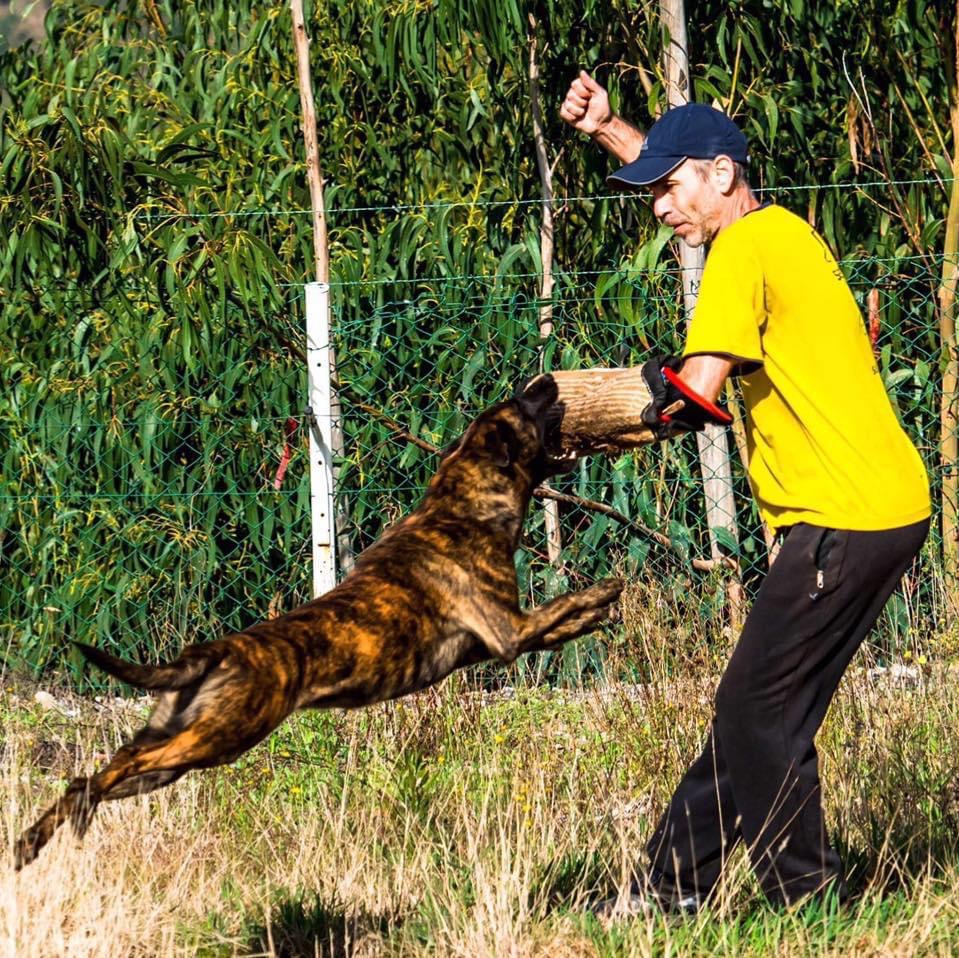 Marcus Freitas - Águeda - Treino de Cães
