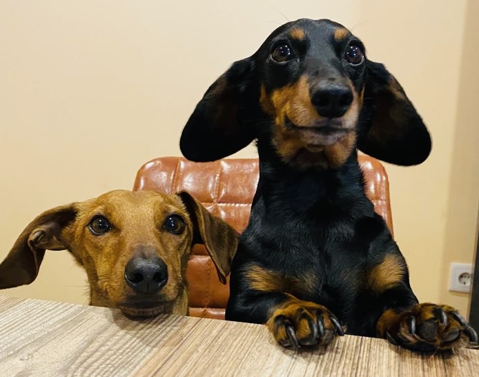 Quinta dos Salsichas - Palmela - Creche para Cães