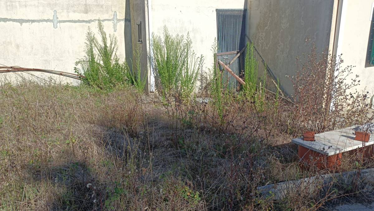 Prado Verde - Figueira da Foz - Remoção de Arbustos