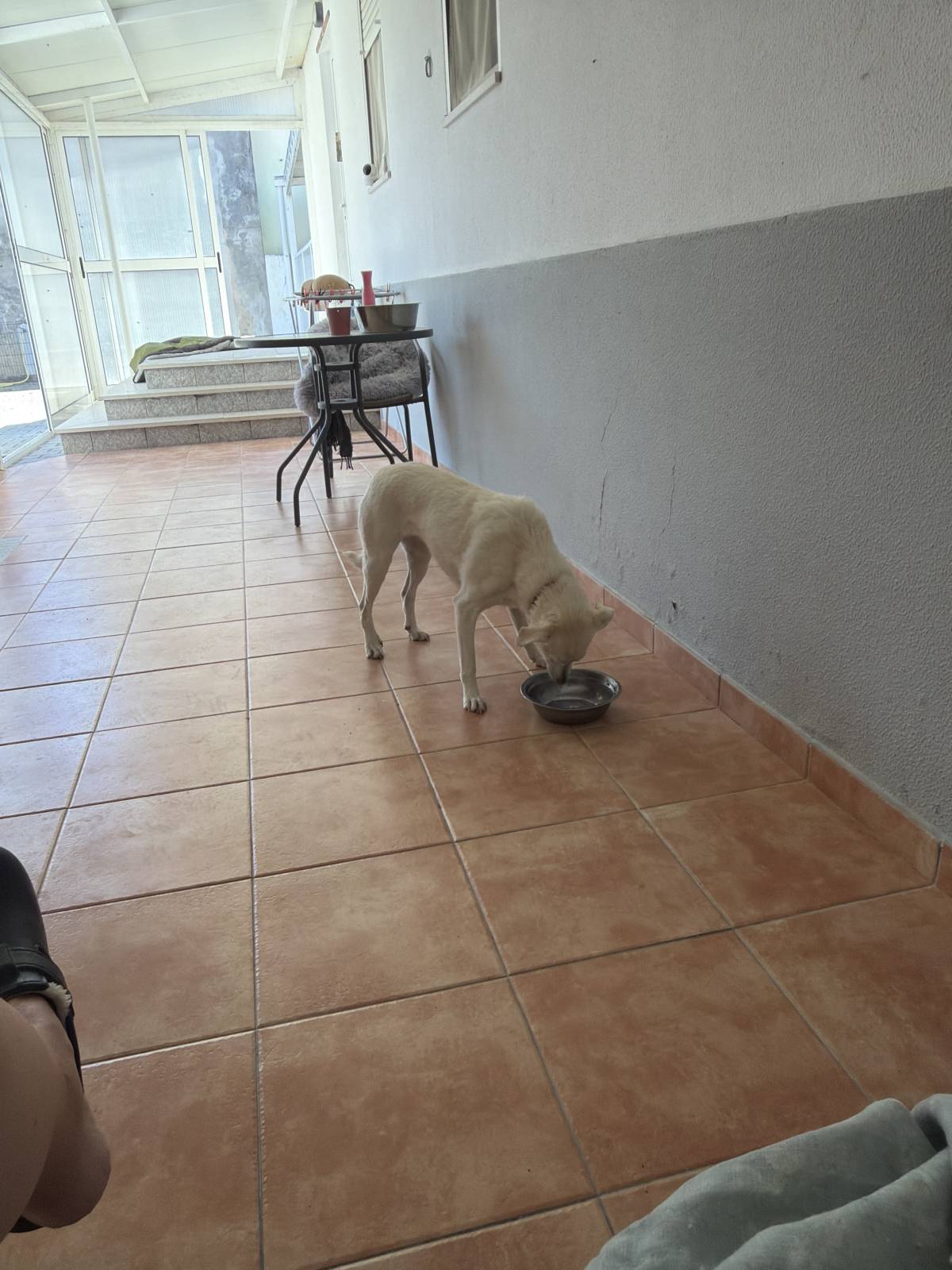 Quinta dos Salsichas - Palmela - Dog Sitting