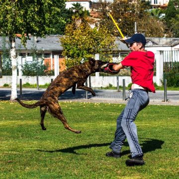 Marcus Freitas - Águeda - Treino de Animais