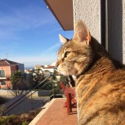 Ines Vilhena - Lisboa - Pet Care and Grooming