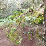 GreenArt - Amadora - Tree Stump Grinding and Removal