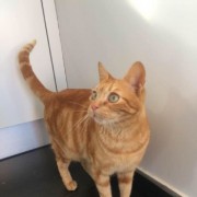 Ines Vilhena - Lisboa - Cat Grooming