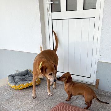 Quinta dos Salsichas - Palmela - Banhos e Tosquias para Animais