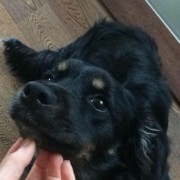 Ines Vilhena - Lisboa - Pet Sitting