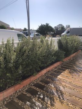 dvir - eco gardens - Grândola - Tratamento de Relvado