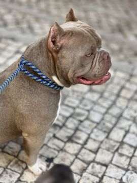 Carol PetSitting & Dog Walker - Lisboa - Dog Walking