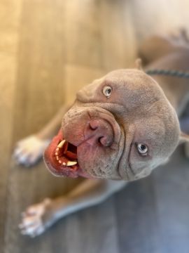 Carol PetSitting & Dog Walker - Lisboa - Pet Sitting