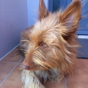 Ines Vilhena - Lisboa - Pet Boarding and Daycare