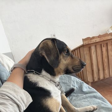 Quinta dos Salsichas - Palmela - Pet Sitting