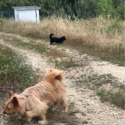 Ines Vilhena - Lisboa - Dog Walking