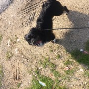 Ines Vilhena - Lisboa - Dog Daycare