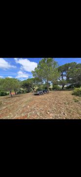 Iuri lucio - Fafe - Trituración y eliminación de tocones