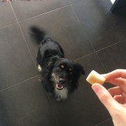Ines Vilhena - Lisboa - Dog Sitting