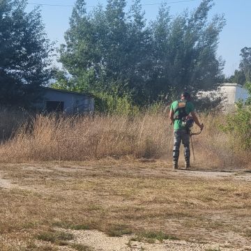 António Batista - Viseu - Tree Trimming and Maintenance