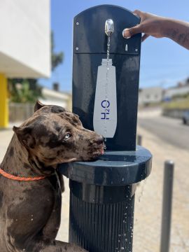 Carol PetSitting & Dog Walker - Lisboa - Cat Sitting