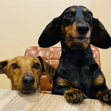 Quinta dos Salsichas - Palmela - Creche para Cães