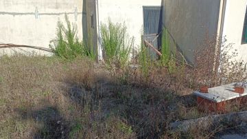 Prado Verde - Figueira da Foz - Remoção de Arbustos