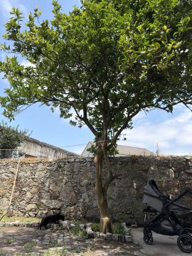 Serviço de Jardinagem