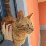Ines Vilhena - Lisboa - Pet Sitting and Walking