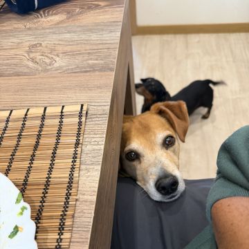 Quinta dos Salsichas - Palmela - Hotel para Cães