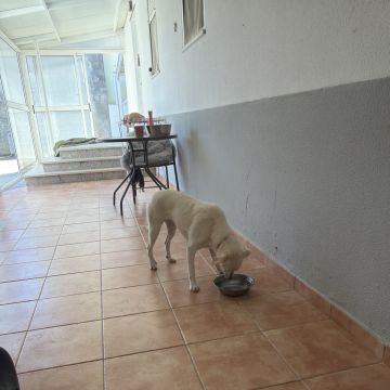 Quinta dos Salsichas - Palmela - Dog Sitting