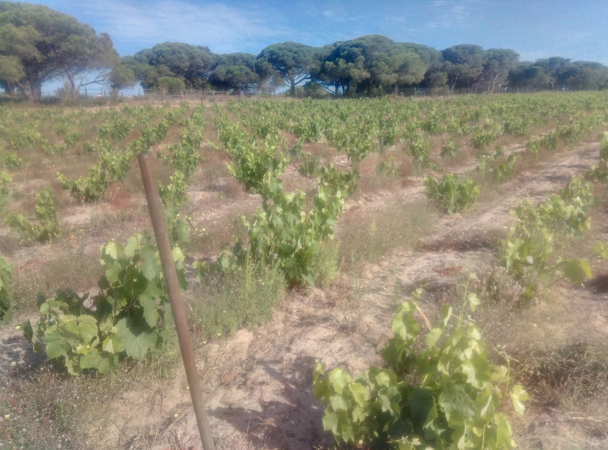 JB.paula - Arcos de Valdevez - Limpeza Geral
