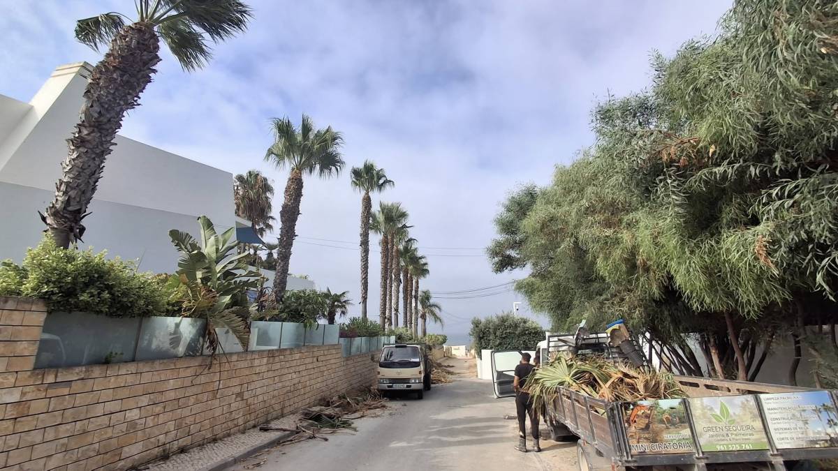 GREENSEQUEIRA - Gardens Construction + Trees - Silves - Sod Installation
