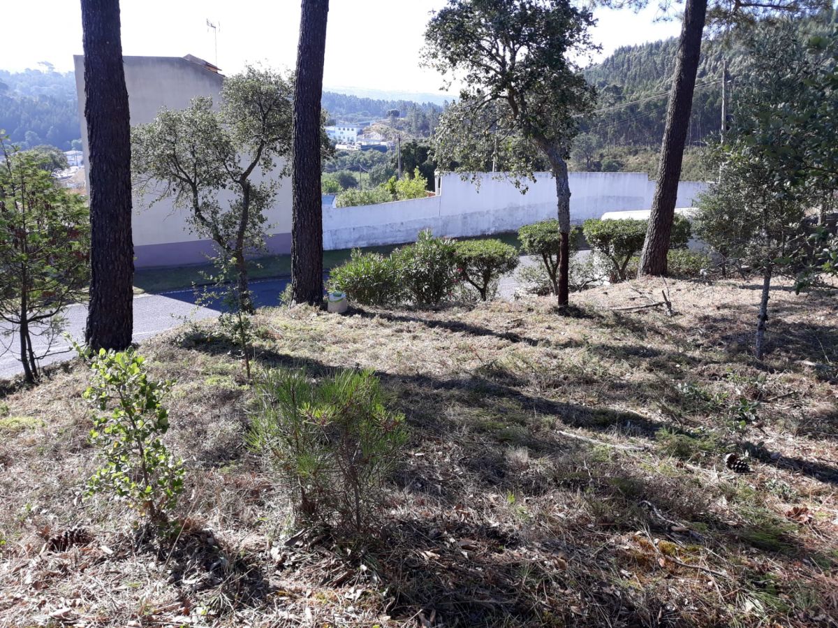 JB.paula - Arcos de Valdevez - Jardinagem e Relvados