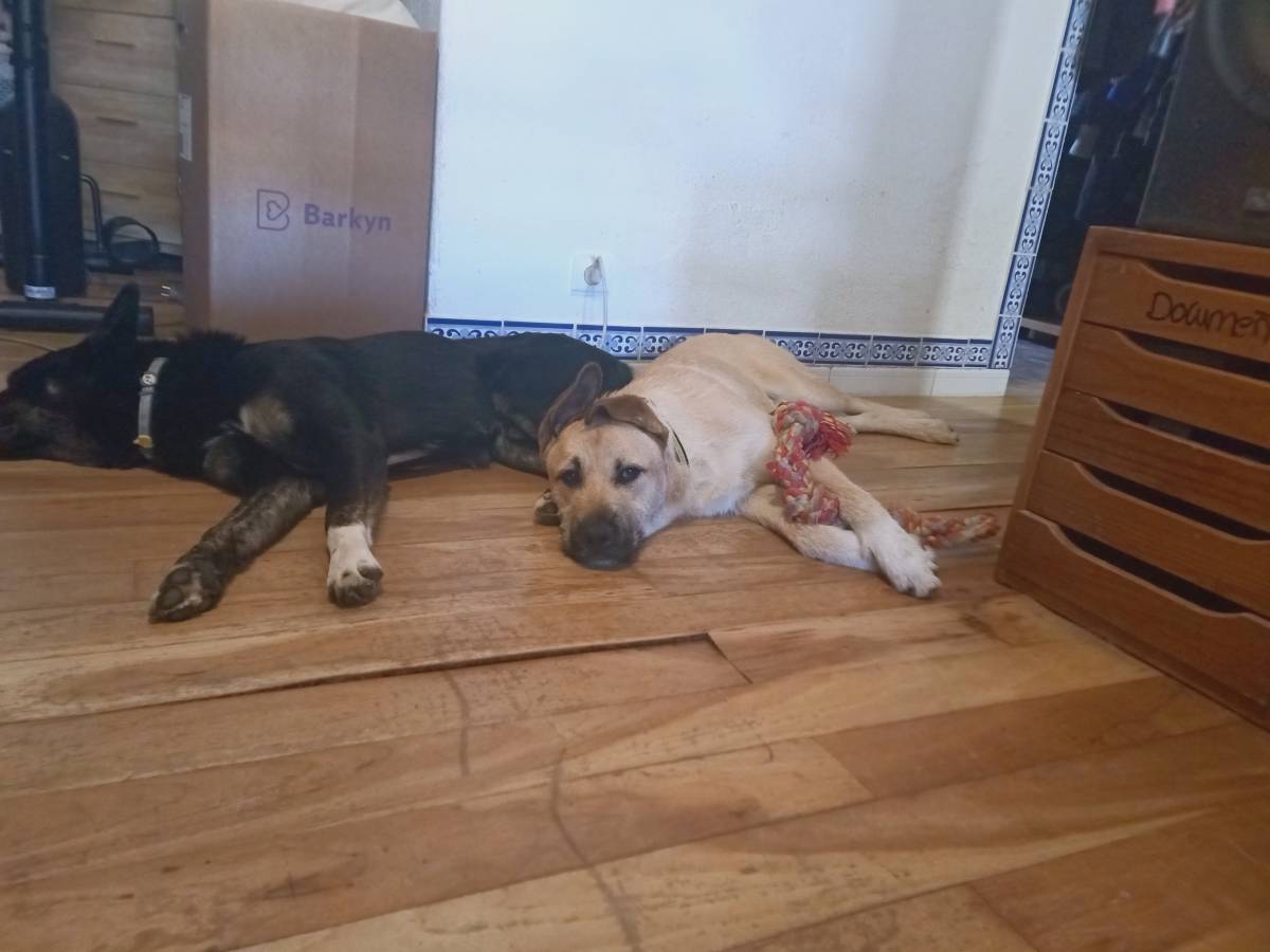 Sofia Fernandes - Setúbal - Guardería para perros