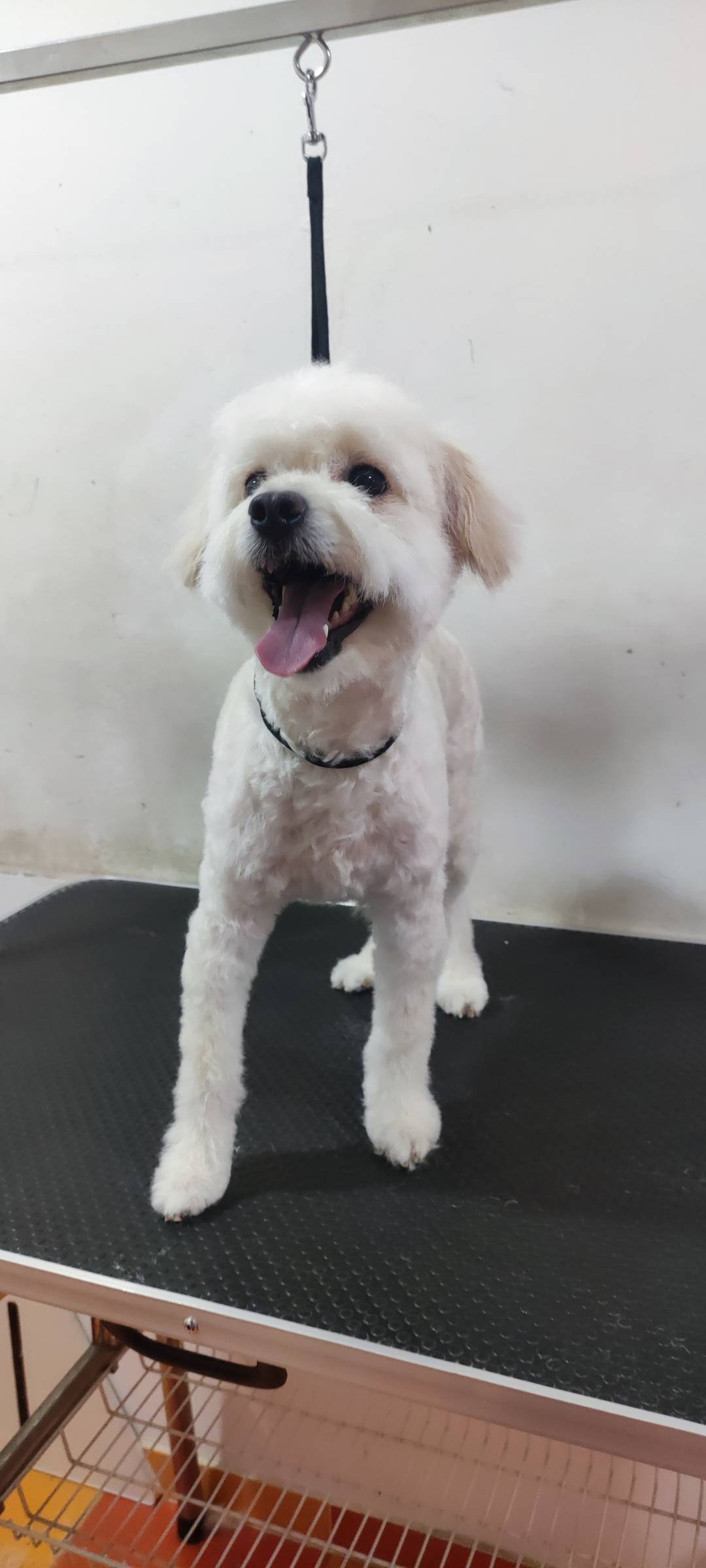 Bárbara Canato Grooming - Setúbal - Pet Sitting