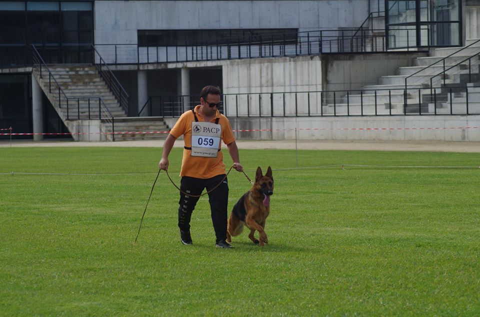 Tiago Baptista - Braga - Dog Training