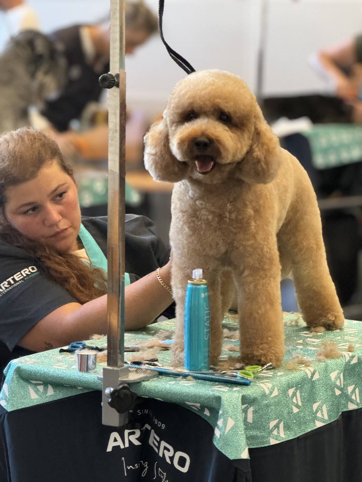 CarolinaNeves Grooming&Hotel - Sintra - Hotel de Animais de Estimação
