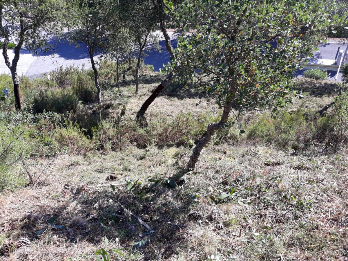 JB.paula - Arcos de Valdevez - Limpeza de Terrenos