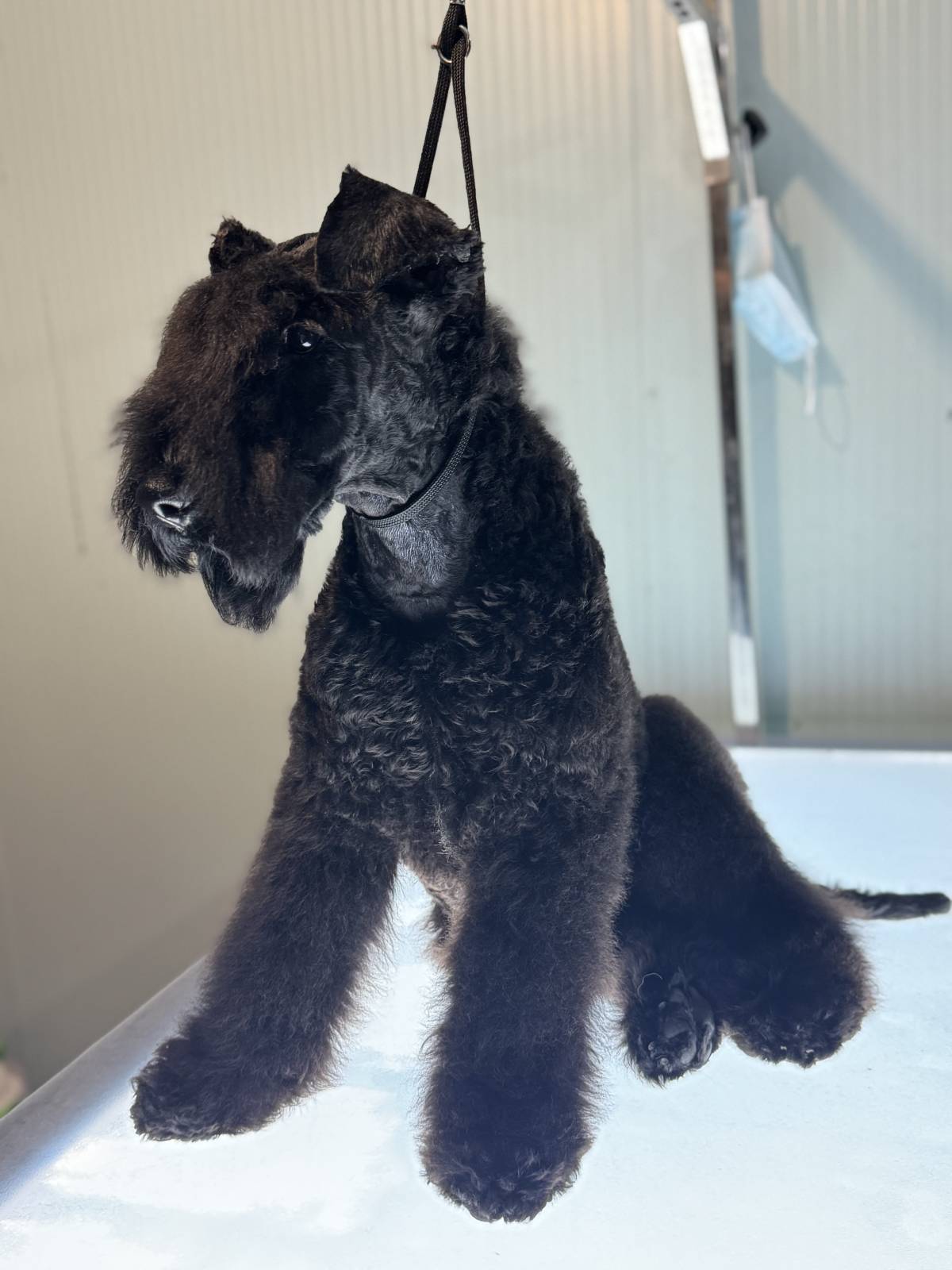 CarolinaNeves Grooming&Hotel - Sintra - Creche para Cães