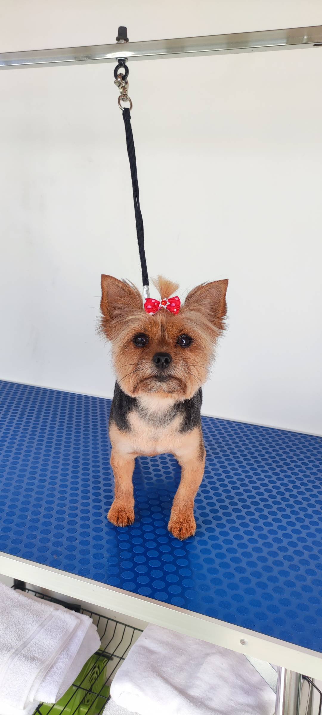 Bárbara Canato Grooming - Setúbal - Dog Sitting