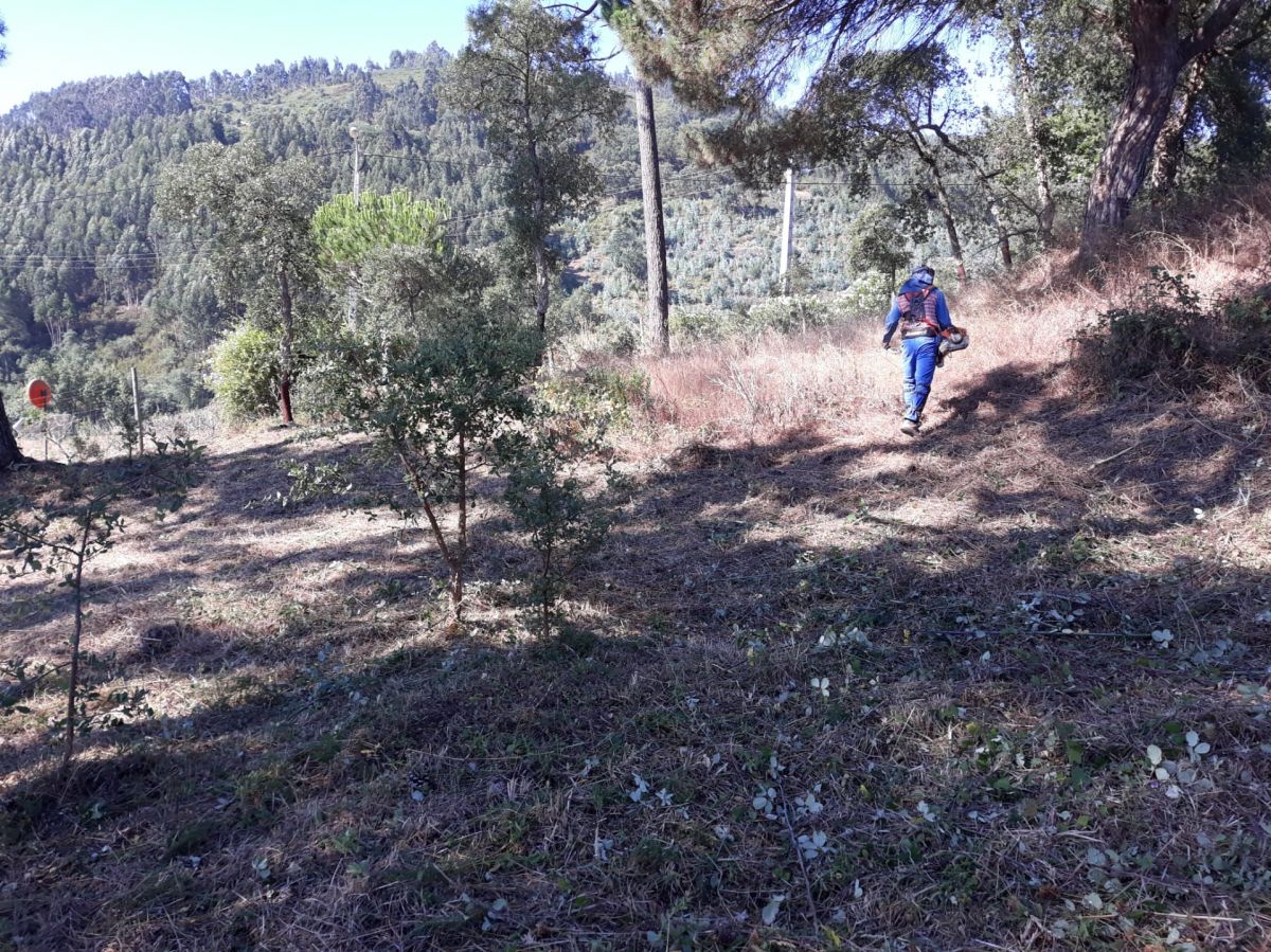 JB.paula - Arcos de Valdevez - Poda e Manutenção de Árvores